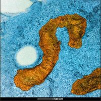 Ziviani lab (@labziviani) 's Twitter Profile