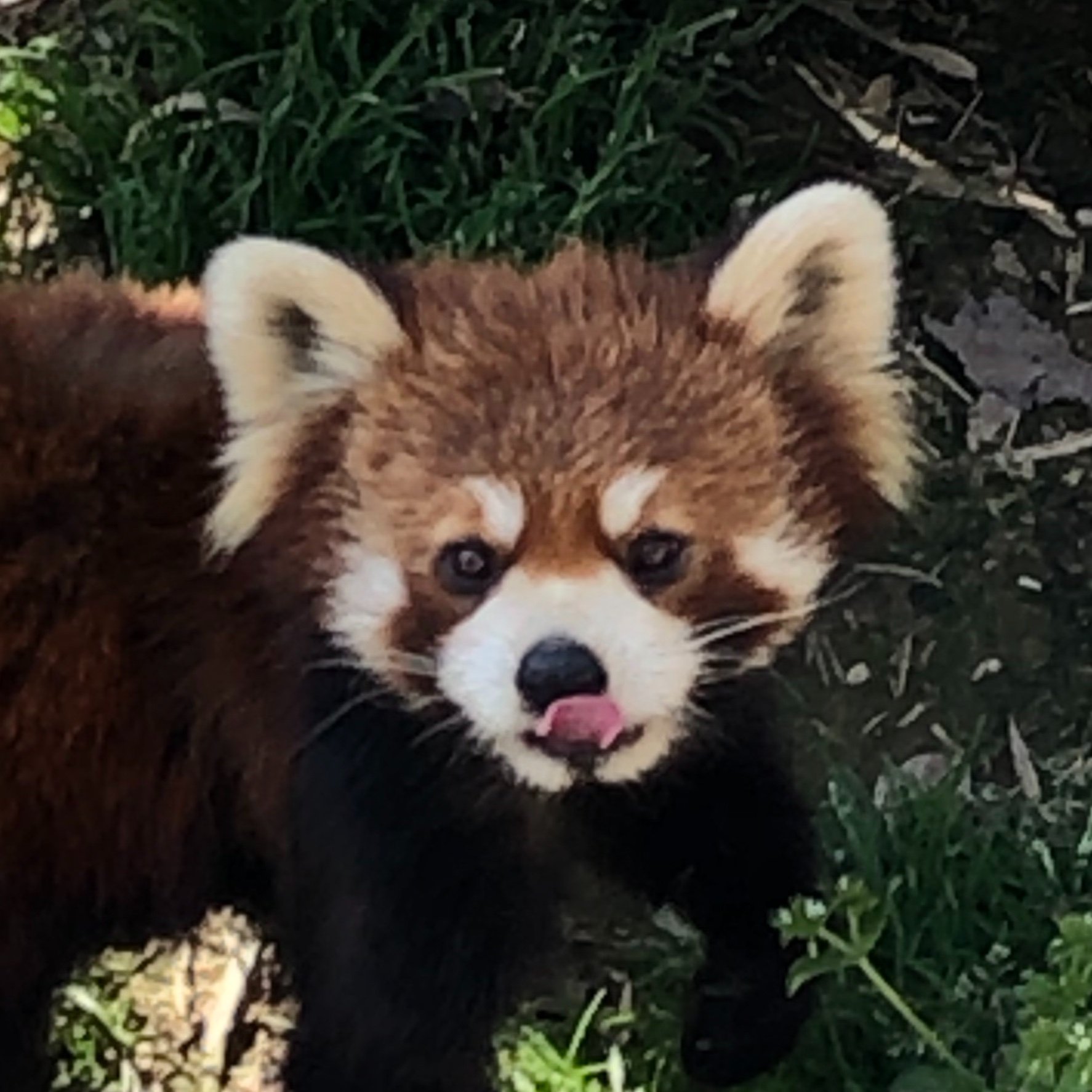 cho_k17's profile picture. アニポケ感想を呟きがち 結構前に成人済 無言フォロー失礼します！※腐ってますがドギツイ発言は致しませぬ ◆好きなもの→ポケモン(アニメ・ゲーム)