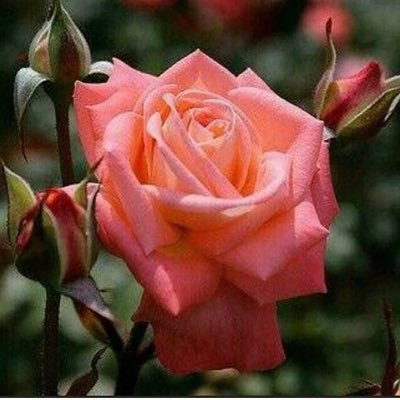 عراقية من البصرة، أم ل٦ شباب رائعون، ولائي لله و الوطن 🇮🇶