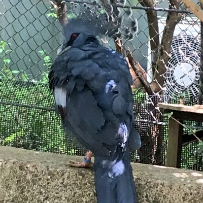 又肉さんのプロフィール画像