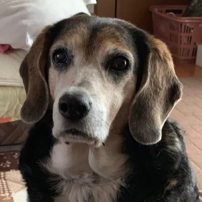 ヤンチャビーグル おぶびーぐるず (@meeBTobi42) / Posts / X