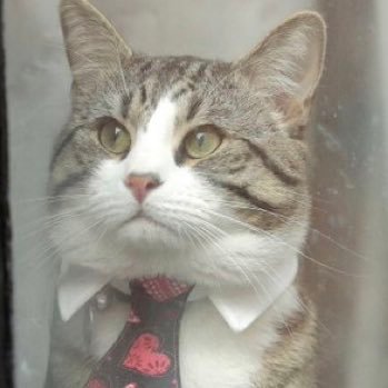 Julian Assange’s Cat. Recently freed from the Ecuadorian Embassy.