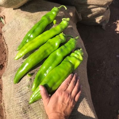 Farm fresh Hatch chile, pinto beans, watermelons, and onions
