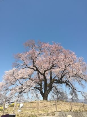 『すずめの戸締まり』に全力!!55回ぐらい観ました。『かがみの孤城』も応援中!
『アイの歌声を聴かせて』を全力で応援しています! みんな観て!
#twnovel 140字小説、短歌、詩などの創作物投稿用アカウントです。山梨ローカルネタやアニメ・漫画・肉体労働系のツイート多数な傾向です。
