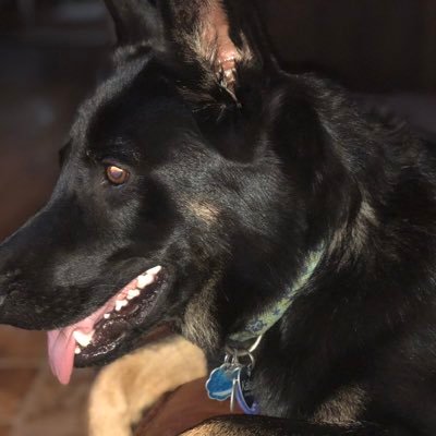 grace_kalani's profile picture. I am a 4yr old German Shepherd, I love to chase balls that my human throws for me. I keep the humans safe from those nasty tree rats (squirrels) as well.
