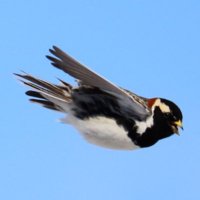 Northern Sparrow(@NorthernSprw) 's Twitter Profile Photo