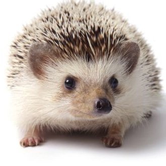 fqvpCCFzIyXCvHF's profile picture. 無言フォロー(//∇//)失礼しまふ♪♪♪リネレボ→美顔鯖🐠よろしくお願いします✩⡱