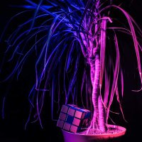 norc (@wearenorc) 's Twitter Profile