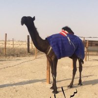 محمد (@drfn799) 's Twitter Profile