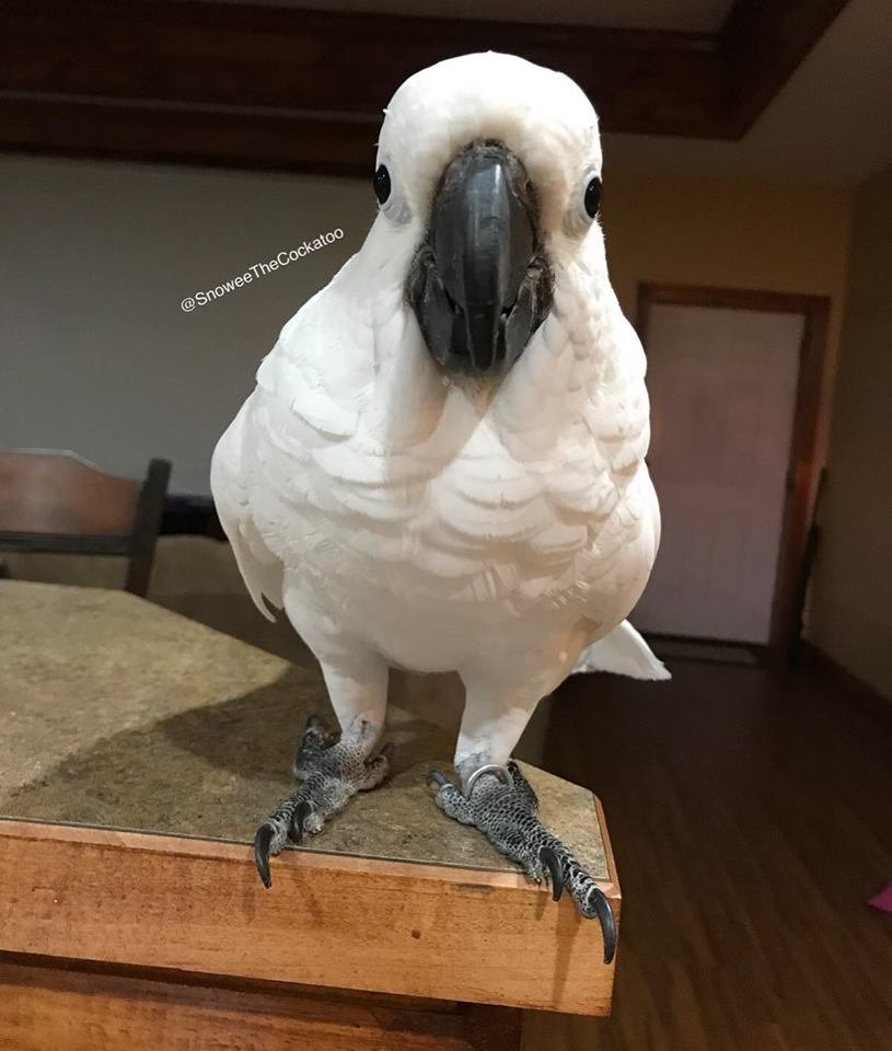 Snowee Ann Demary The Umbrella Cockatoo 14yrs old adopted 5/7/16 By Emilee ♥ Living the spoiled life on a farm in Louisiana #HatesDaddy