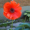 Connie Bailey - @conbailey - Twitter