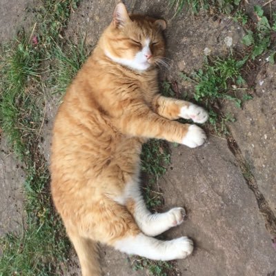 author of https://t.co/xiiqjhBtMj teaching assistant of special educational needs and vulnerable learners