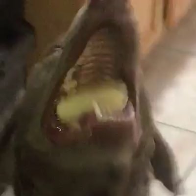 steven_fraker's profile picture. daily hockey pics