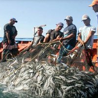 Más Noticias Pesqueras (@notipesca) 's Twitter Profile Photo