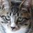 Naizo4bon's profile image