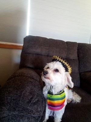 no_dak_ant's profile picture. 