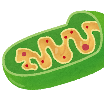 今話題のリバースエイジング（若返り）のミトコンドリア情報とミトコンドリア増強サプリの紹介をします。ミトコンドリア増加は健康で若々しく長生きに直結します。 ★４つのミトコンドリアを増やす方法 ①空腹状態 ②運動 ③寒い状態 ④サプリメント 無理なくミトコンドリアを増やすにはサプリがオススメです。#相互フォロー #フォロバ