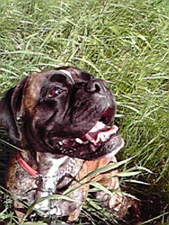 pugemaboxer's profile picture. 犬好きです。猿好きです。世の中の役には立ちっこないが、自分のためになる観察、分析が趣味。