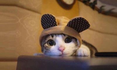 Dongmengcheng1's profile picture. A logical CHINESE