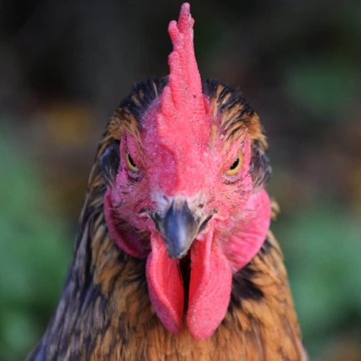 chickenman12365's profile picture. 