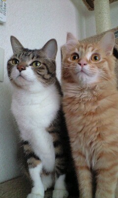 歌ったり、芝居したり、猫をかまったり・・・してます 白＆サバトラMIXのおぢいにゃんとのまったり暮し。