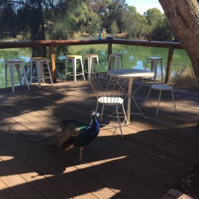 SurServeuse's profile picture. Française en Australie qui a découvert le fabuleux métier du service. Anecdotes. Sometimes we can talk English... sometimes 😉 hospitality here I am !!