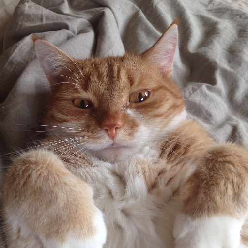 TycjanC's profile picture. Fat cat citizen of nowhere. Urban dweller, lover of urban wildlife. Am now on the happier butterfly place, same name, account etc. 😺