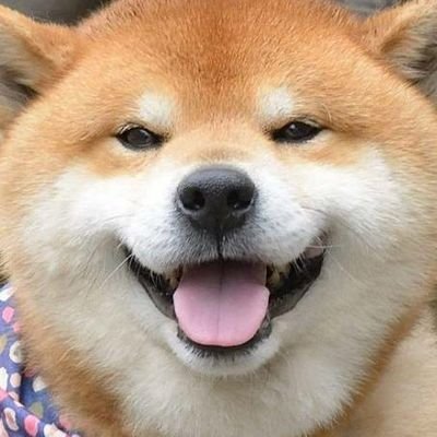 ShibaDelivery Profile Picture