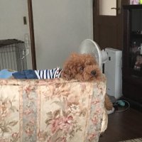 す (@c_c_abcdef) 's Twitter Profile