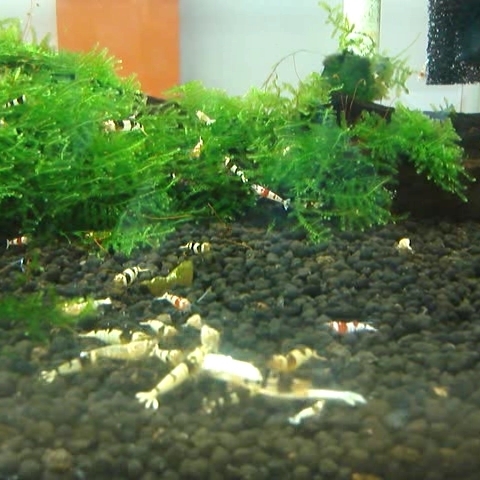 ebical_xxx's profile picture. ビーシュリンプに捧げた人生！
完全オリジナルフード『えびかる！』発売中です。