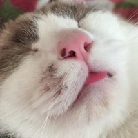 小さ (@hitsujimeeeeee) 's Twitter Profile