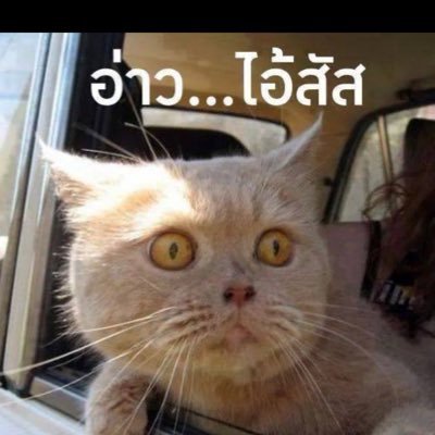 Tweets with replies by เจ้าแมวกวนตีน~ (@HfrbZUj2KQV4qa5) / Twitter Tweets With Replies By เจ้าแมวกวนตีน~ (@Hfrbzuj2Kqv4Qa5) / Twitter