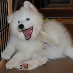 溺愛していたサモエド犬プーシンカ(2006年8月12日産, 2018年3月26日没)が亡くなり、今はふう(2018年3月19日産)を溺愛しています。プーシンカ ロスとふう かわいいの同時進行中です。横浜辺りに出没してます。