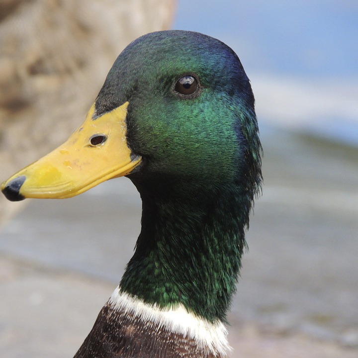 Vanchaq's profile picture. 