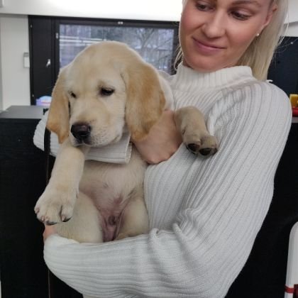 opaskoirakoulu's profile picture. Kokonaisvaltaista opaskoirapalvelua. Itsenäisyyttä ja liikkumisen vapautta näkövammaisille vuodesta 1947. Comprehensive guide dog services in Finland.