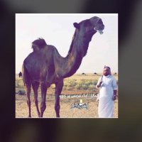 راعي مخوووف (@alassad50) 's Twitter Profile Photo