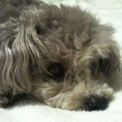 dangerous_bell's profile picture. 