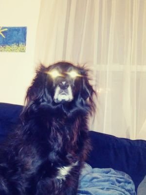 dog_prog's profile picture. 