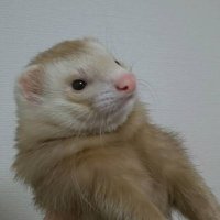 🐀 (@ooolong3l) 's Twitter Profile