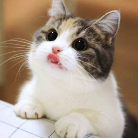 hiroc_twi's profile picture. 30代/東京/ツイッターアフィリエイトのコンサルをしています。3ヶ月で50万円を達成したコンサル生さんもいます＾＾詳しくは公式LINEにて🔽