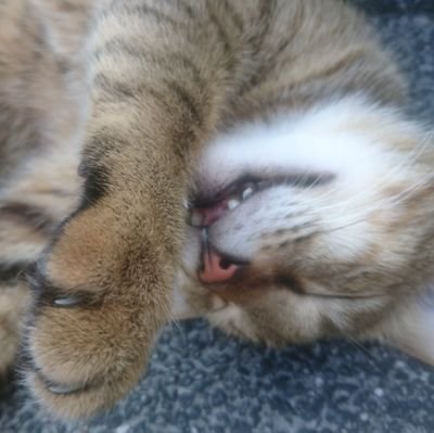 elis0441's profile picture. 20↑成人済 台湾人です。中国語、英語、日本語はOkです 。