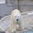 _shirokuma_com