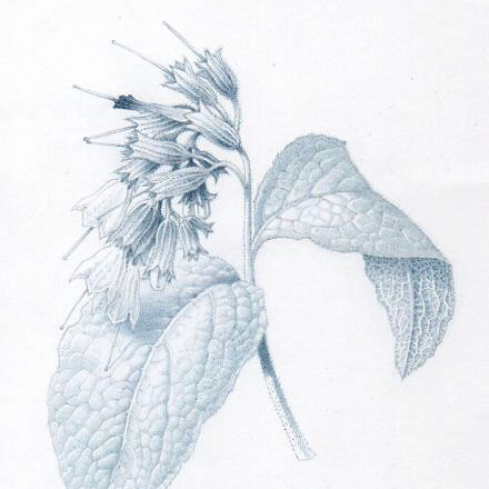 SWSBAart's profile picture. The South West Society of Botanical Artists - SWSBA - welcomes everyone with an interest in botanical illustration; artists, collectors and all enthusiasts