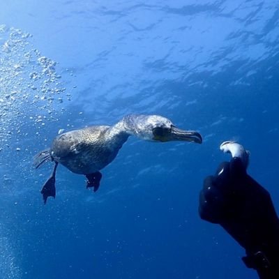 180807 SNSIでダイビングに挑戦と同時にこの垢作成! 主にそっち系垢の予定 181107AOW認定 190703RED認定 200129DMに挑むもコロナで中断され210303認定 でも自分的にはまだまだヘタクソダイバー 230307流氷の下で400本達成 '2505に600本達成どこまで行くのか?