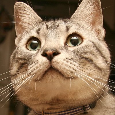 MuNTYV4orB32YbU's profile picture. 音楽とサッカーとテニスと車と料理と猫が大好きな奴です。好きなチームは当然アーセナル！好きな音楽は８０年代ジャパメタ，洋楽 バンドメイド 無言フォロー失礼します。　転売屋撲滅！