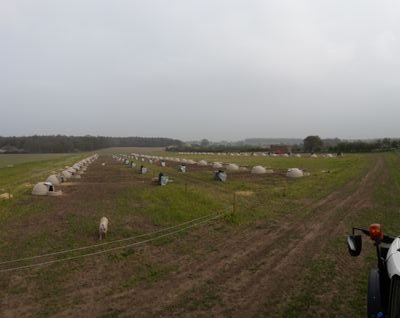 Family farming business producing quality, high welfare pigs.
