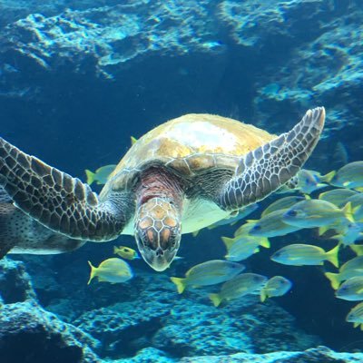 mameco0731's profile picture. 深田恭子様のようになりたい 昭和生👩ドーベルマンだと勘違いしてるチワワ長男9y/土佐犬の姿をしたシベリアンハスキーな次男7y/トイプーとポメラニアンな三男1y/未知数の四男0m/男児4名育児中。