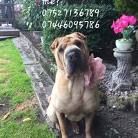 helpfindnala (@helpfindnala1) 's Twitter Profile