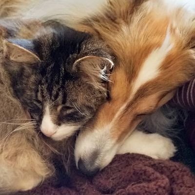 Mattis: 2 years old, Shetland Sheepdog.

Rally: 12 years old, half Norwegian Forest Cat, half... who knows, gremlin probably.