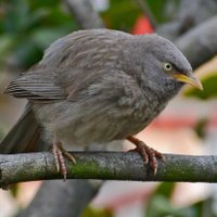 Kaustubh Verma (@jetlite02) 's Twitter Profile